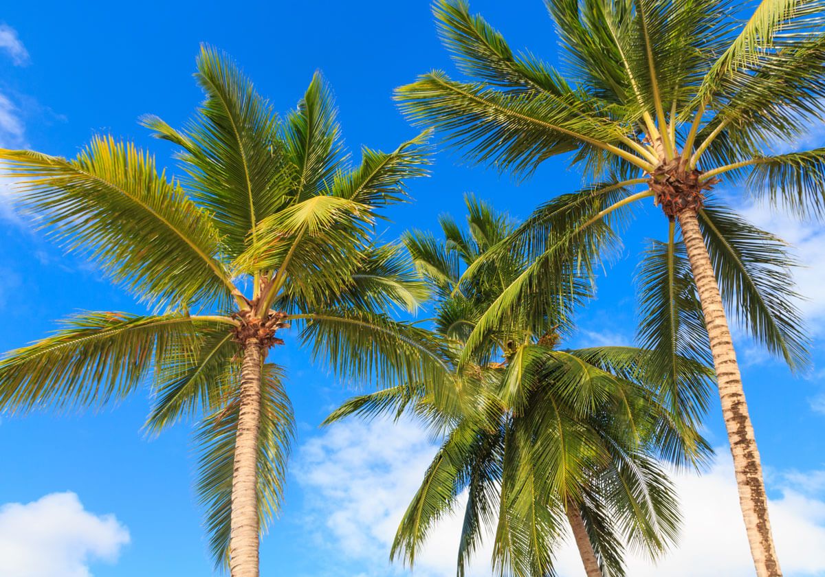 locations-zephryhills