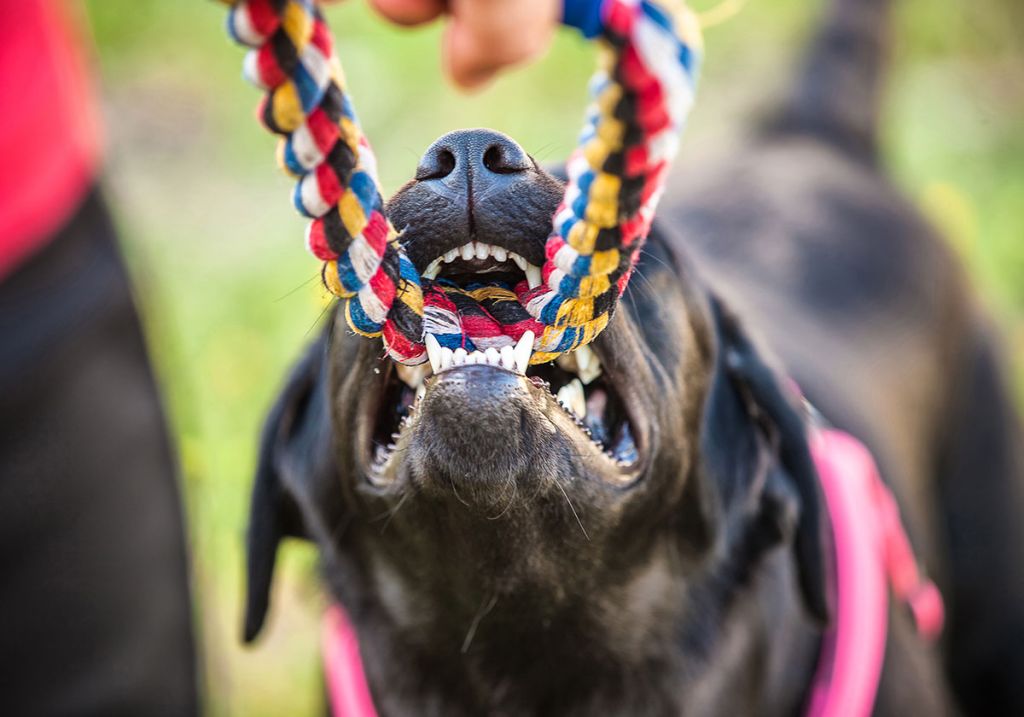 why does dog bite leash